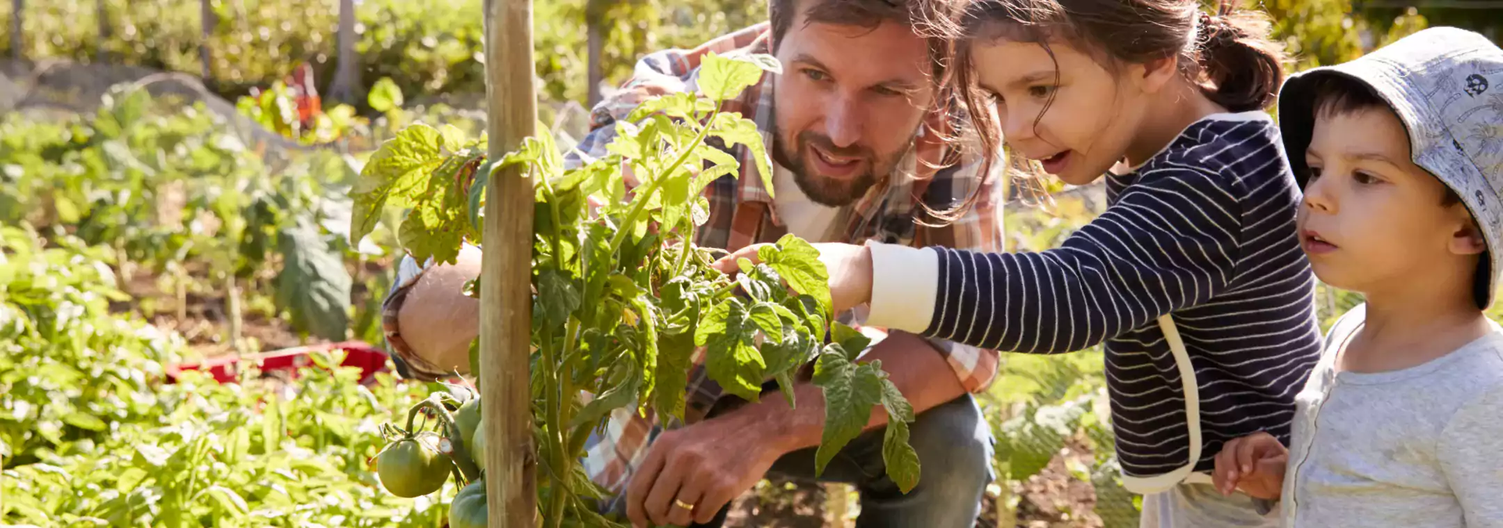 An adult and two young children examine green tomatoes growing on a plant in a sunny garden. The adult is crouched down, guiding the children as they explore the plants together. The garden is lush and filled with various green plants.