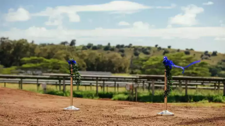 Two stanchions decorated with green garland and blue bows stand on a dirt path, with a blue ribbon tied between them. The background features green trees, a fence, and a partly cloudy sky.
