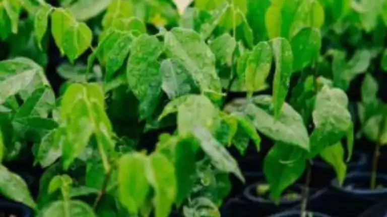 Close-up view of young green seedlings growing in black plastic trays, arranged in rows in a greenhouse or nursery environment.
