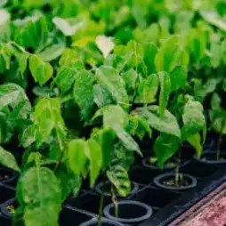 Close-up view of young green seedlings growing in black plastic trays, arranged in rows in a greenhouse or nursery environment.